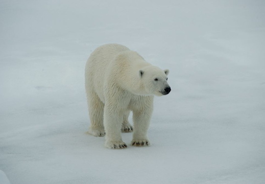 Svalbard